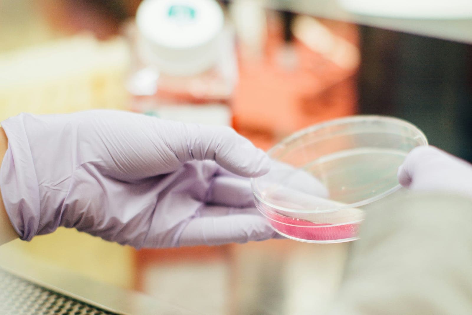 Main gantée tenant une boîte de Petri sous une enceinte de sécurité biologique, dans un laboratoire de recherche.